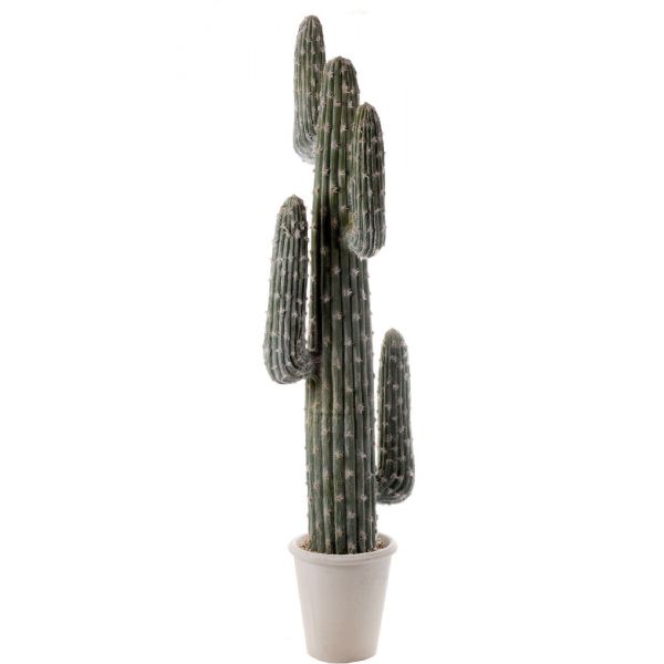Cactus da terra 142cm
