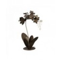 pianta orchidea da terra bronzo